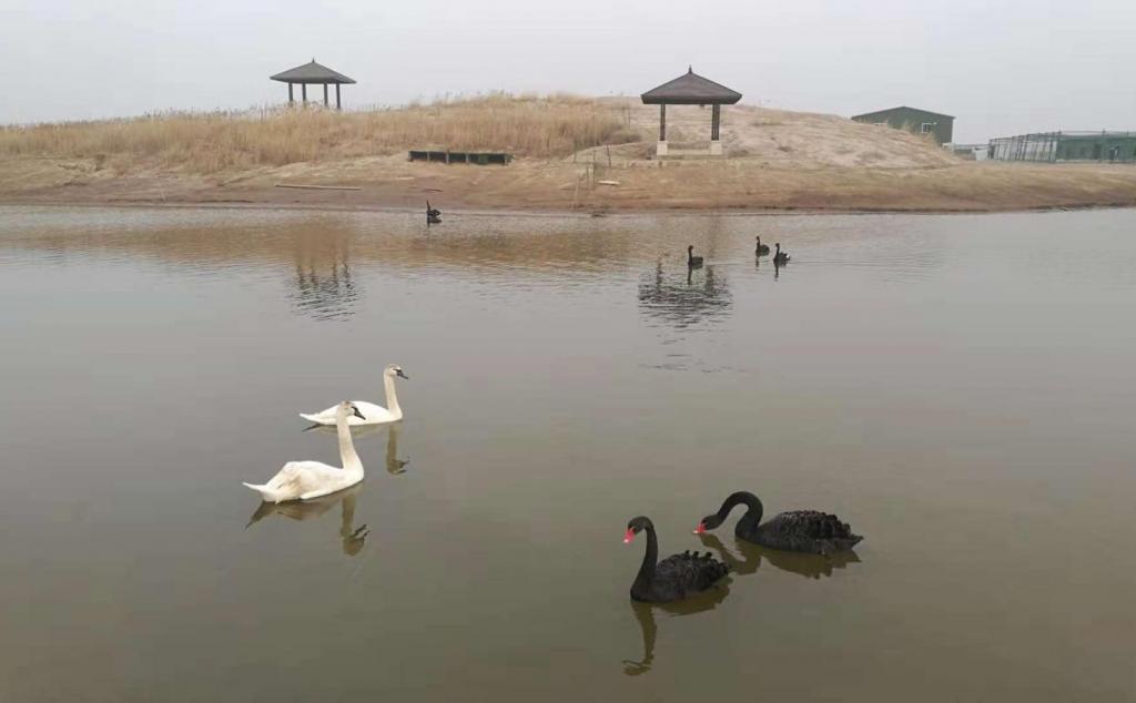 北京出發(fā)河北滄州2日自駕游：北塘古鎮(zhèn)、洋貨街、南大港濕地2日周末游