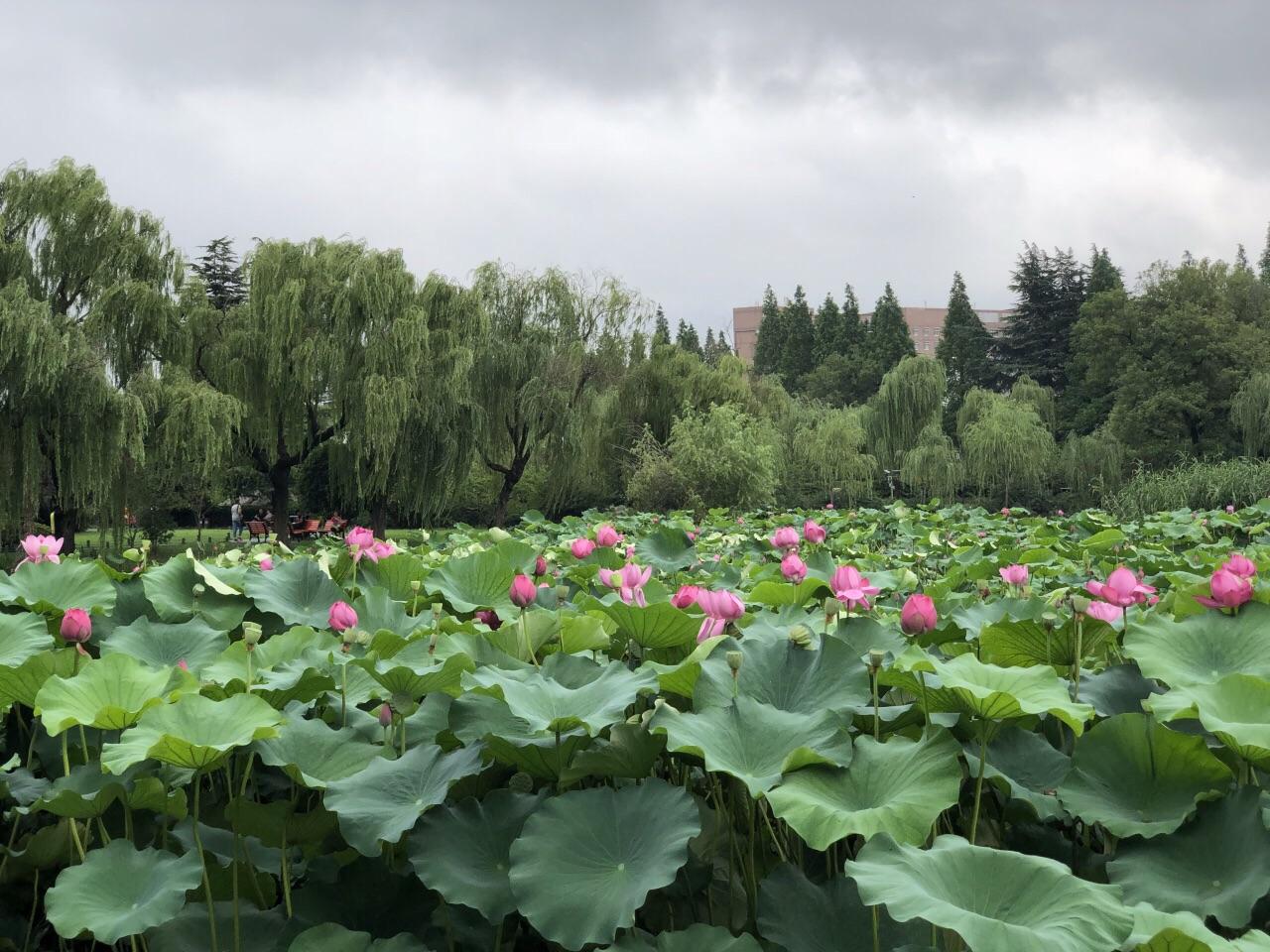 揚(yáng)州荷花池公園