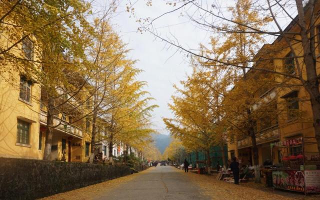 中山出發(fā)韶關2日自駕游：邂逅廣東最美秋色南雄銀杏古樹、始興紅土地2天自駕