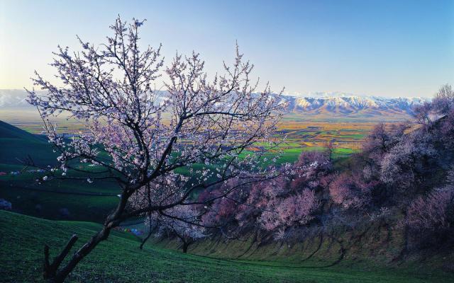 【伊犁花香】烏魯木齊起止6日落地自駕：獨(dú)山子大峽谷-賽里木湖-大西溝-喀贊其民俗園-吐爾根杏花溝-那